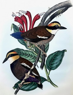 Illustration of two colorful banded pittas perched on leafy branches with a red flower
