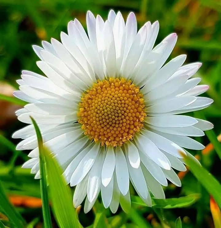 White daisy flower with yellow center in close-up against blurred green leaves