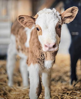 Sweet Calf