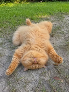 Orange Cat on Pavement