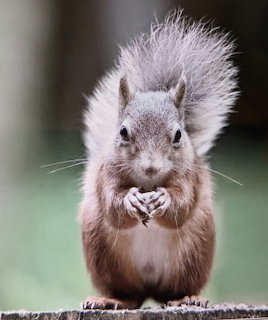 Grey squirrel sitting upright on a wooden post holding food in its paws with bushy tail raised