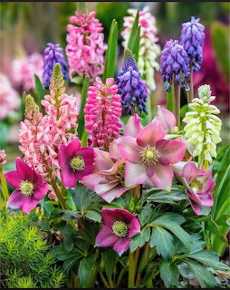 Colorful spring garden with pink hellebores, purple grape hyacinths, pinkacinths, and lupins