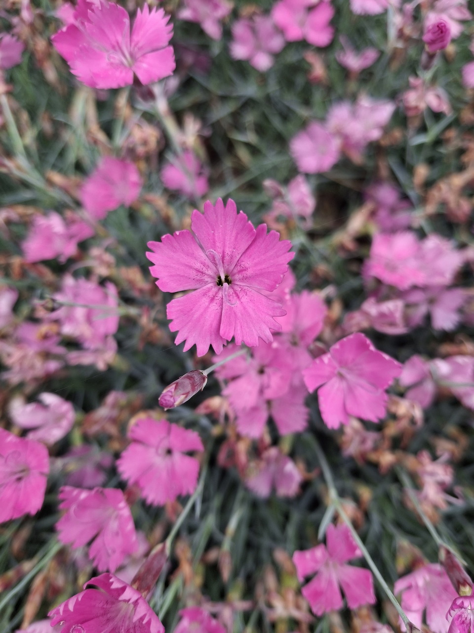 Close-up of pink Dianthus gratianopolitanus flowers among green foliage