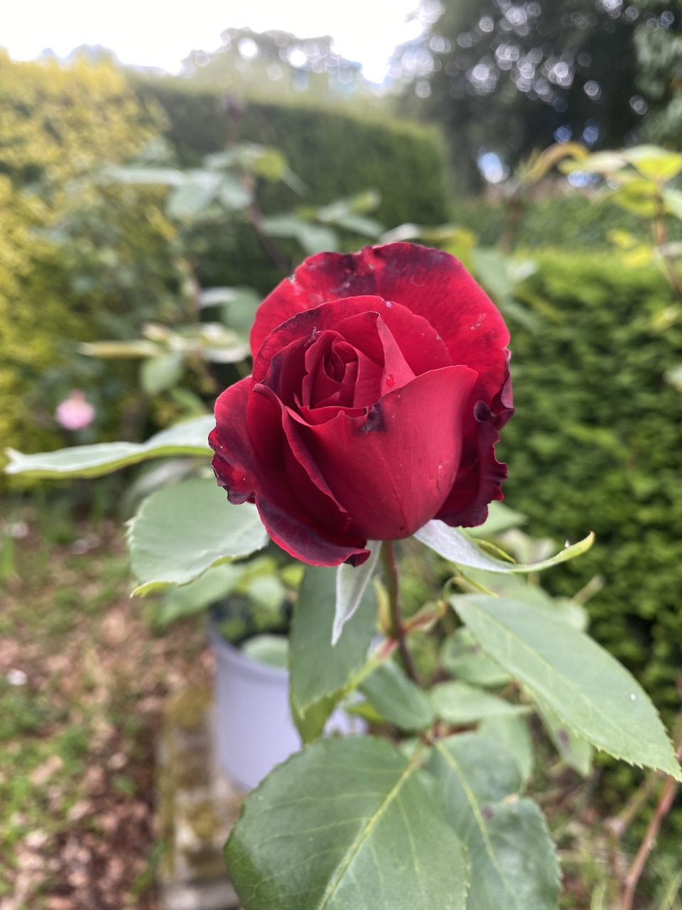 Red Rose in Garden