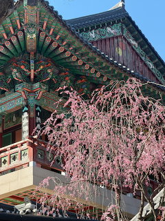 Korean Temple Cherry Blossoms