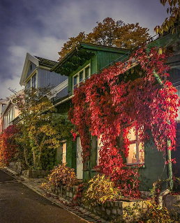 Dark green house with bright red autumn ivy climbing the facade beside a quiet street