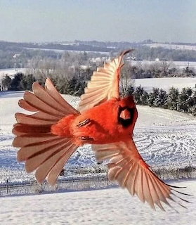 Red cardinal bird flying with outstretched wings over snowy winter scenery