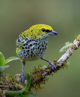 Speckled tanager with yellow head and green-black spotted feathers perched on a lichen-covered branch