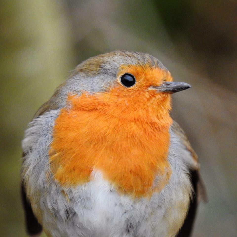 European Robin Close-Up