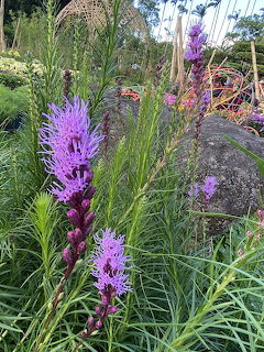 Purple Liatris Wildflowers Garden