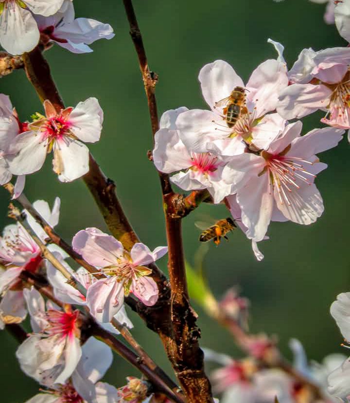 Honeybees visiting pink cherry blossom flowers on a tree branch