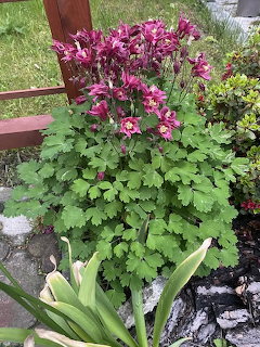 Purple columbine flowers with green leaves growing in a garden near a wooden fence