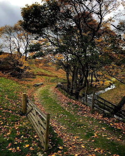 Grassy path covered in fallen leaves leading through autumn trees with wooden fences on either side