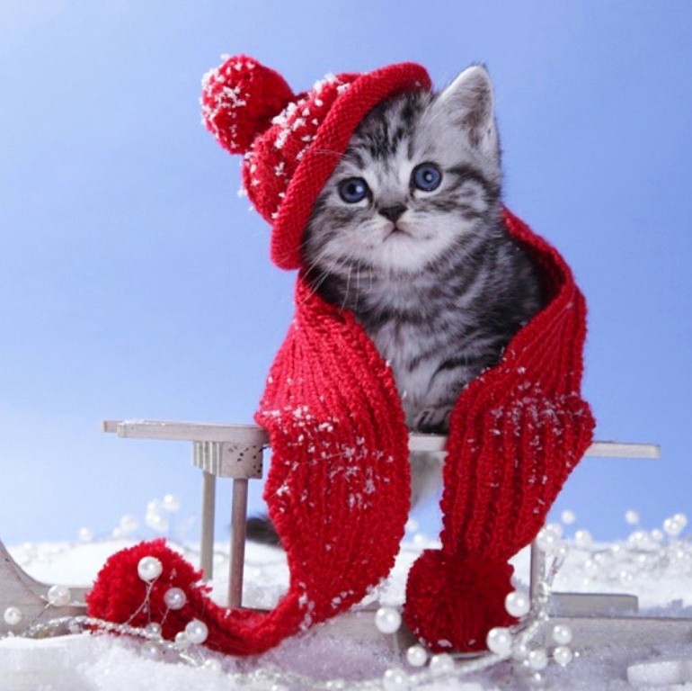Gray tabby kitten wearing red knit hat and scarf on wooden sled in snow