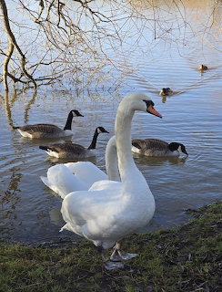 White swans and Canada geese on a lake shore with bare winter trees in the background
