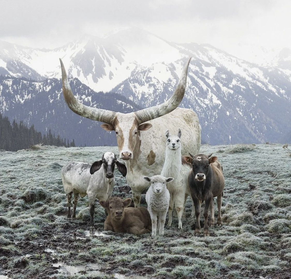 White Highland cattle with long horns standing with calves in mountain meadow