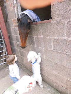 Bay horse peering over stable door at two white fluffy alpacas below