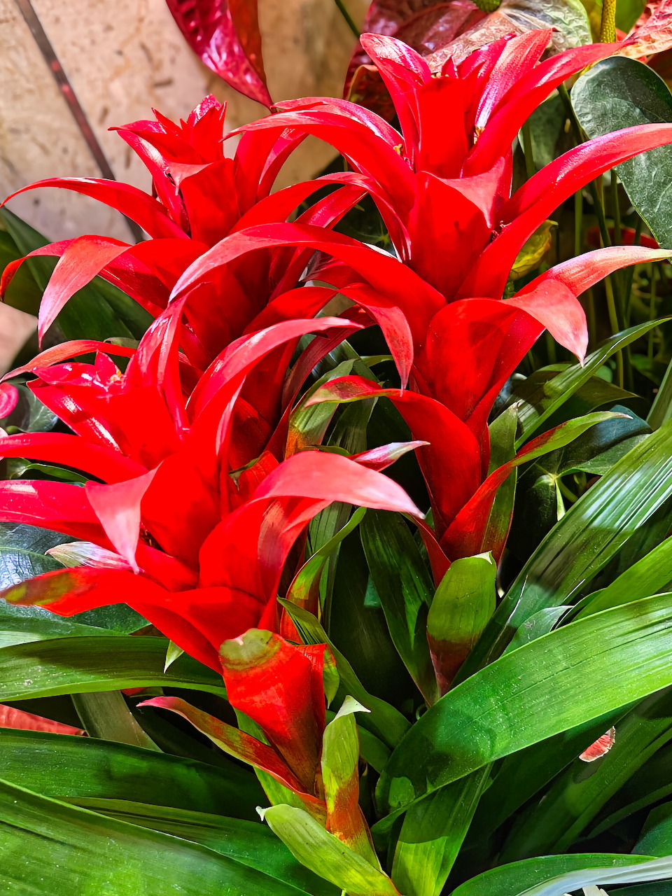Close-up of red guzmania bromeliad flowers among green leaves