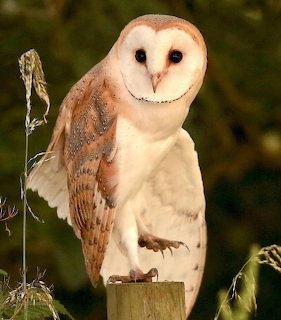 Barn Owl on Wooden Post