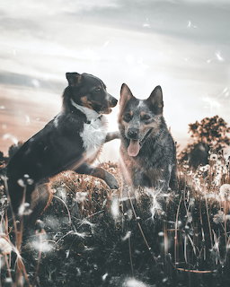 Two dogs sitting in a grassy field with seed heads floating in soft light