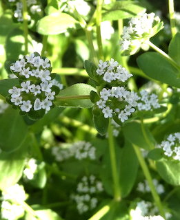 Close-up of small white wildflowers with green leaves in sunlight