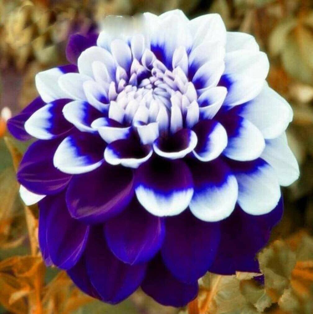 Close-up of a blue and white dahlia flower with layered petals