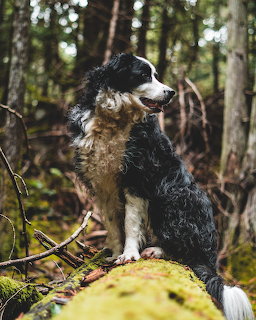 Border Collie Forest