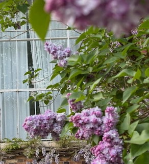 Lilacs at French Château