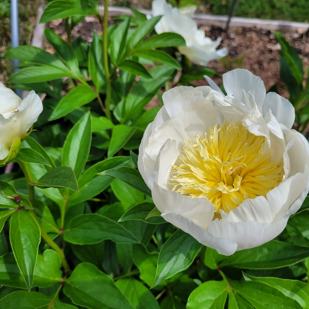 Close-up of a white peony flower with yellow center amid green foliage