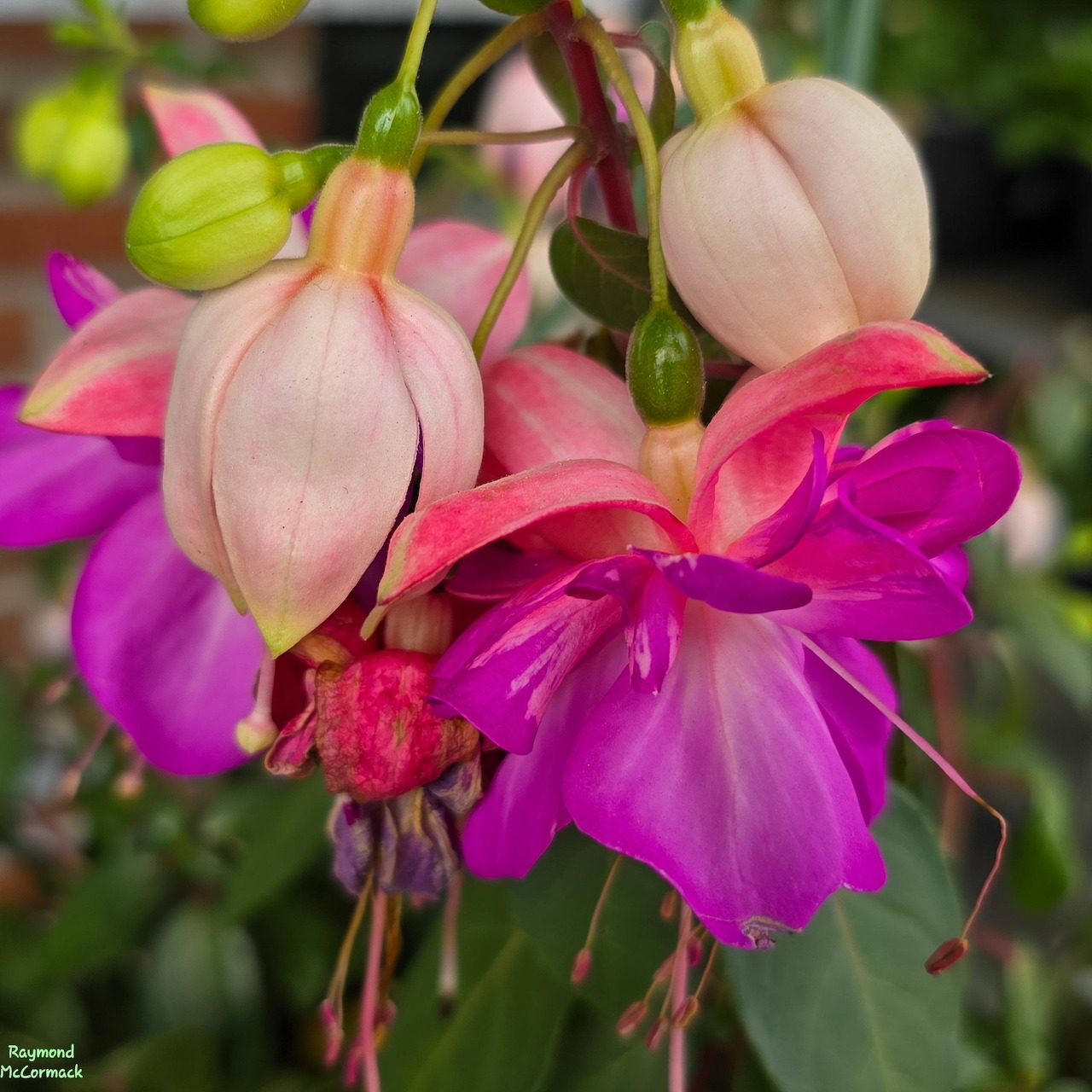Close-up of pink and magenta fuchsia flowers with green foliage in the background