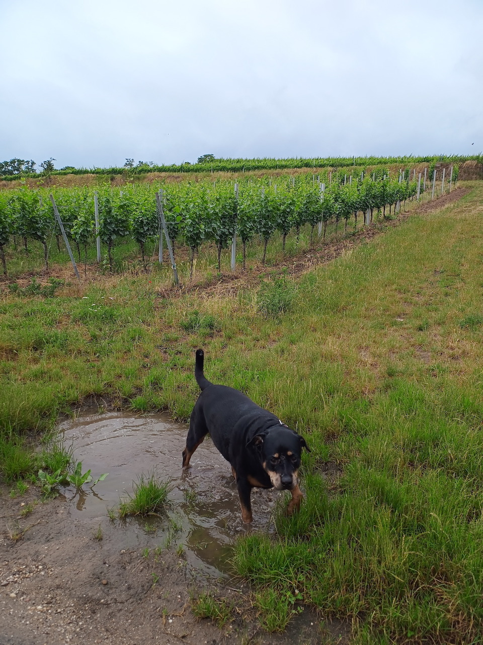 Dog in Vineyard