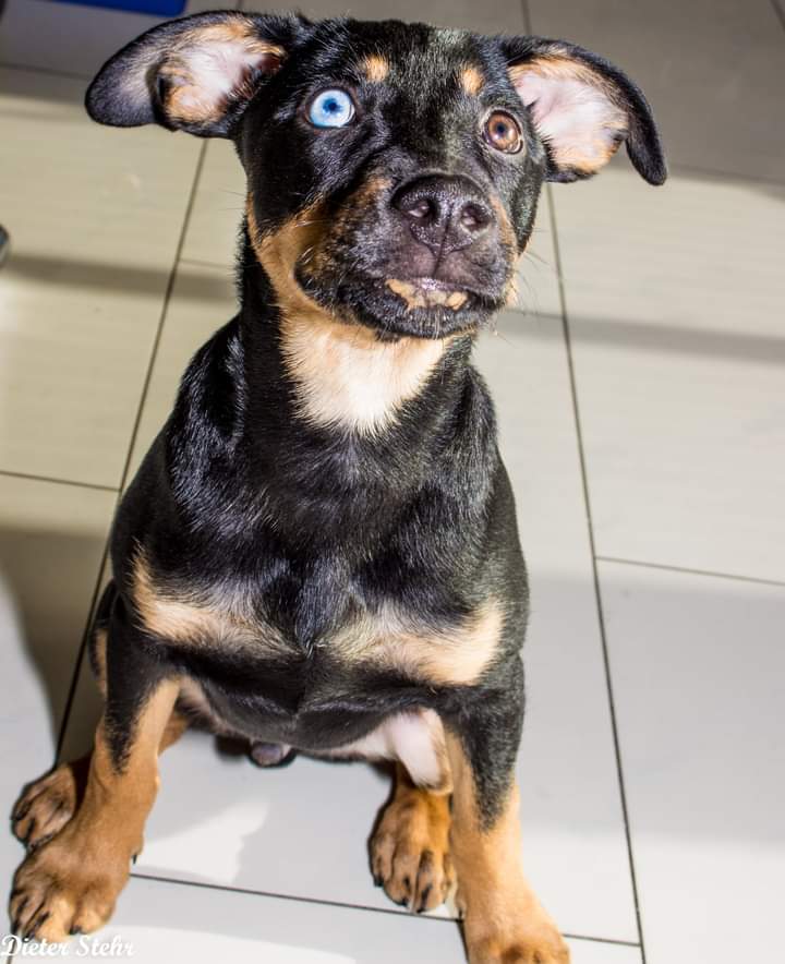 Black and tan puppy sitting on a tiled floor looking up at the camera