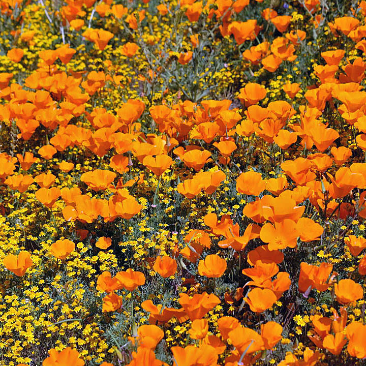 Field of bright orange California poppies with yellow wildflowers