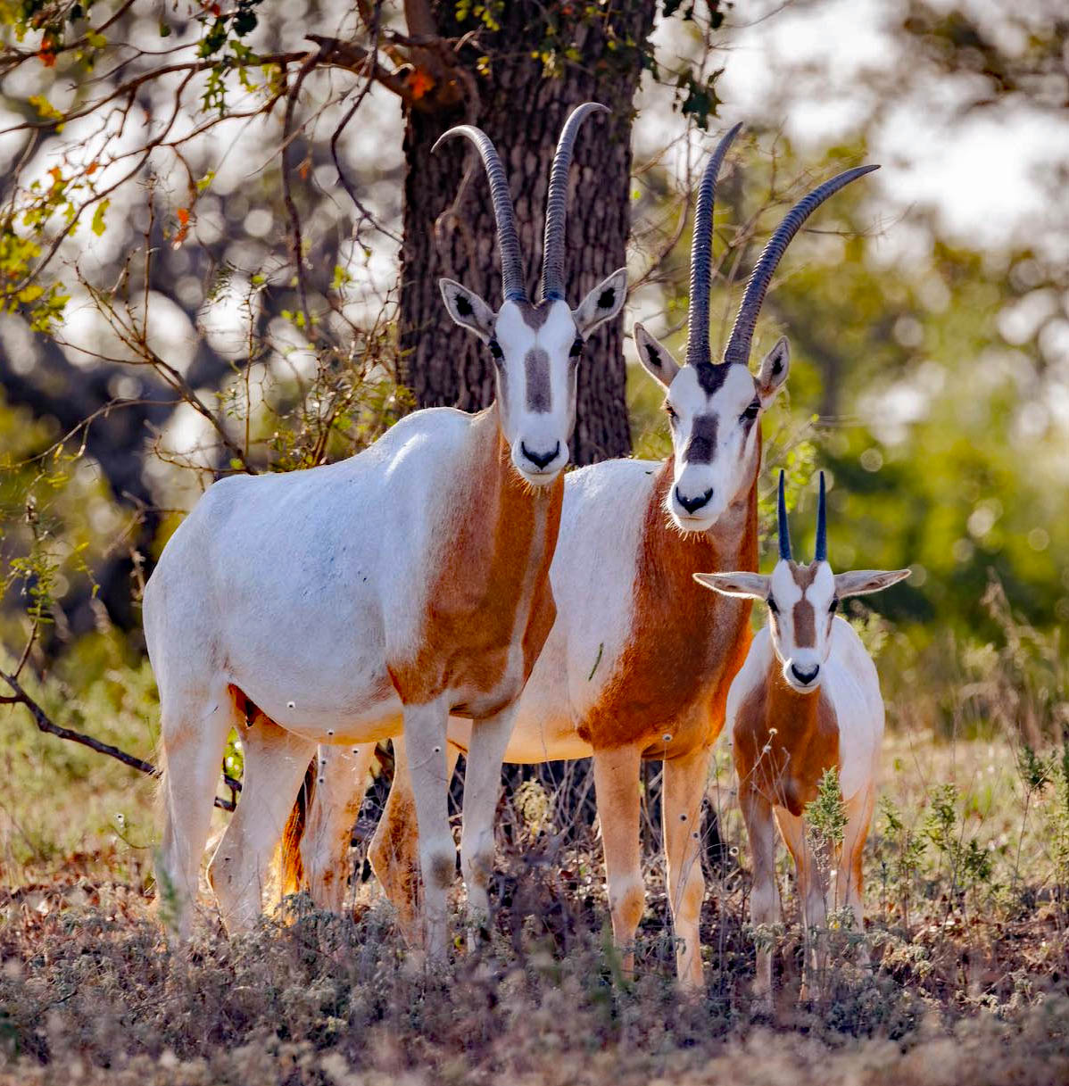 Three oryx standing in dry grass under a tree with long horns and white and rust-colored coats.