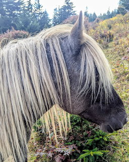 Grayson Highlands Pony