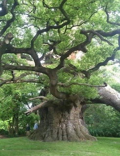 800 Year Old Oak Tree