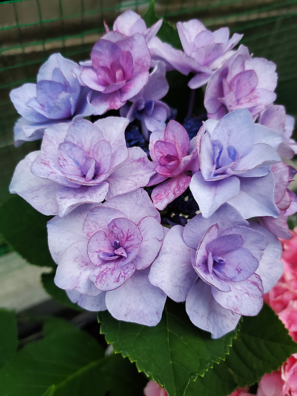 Close-up of purple hydrangea flowers with green leaves