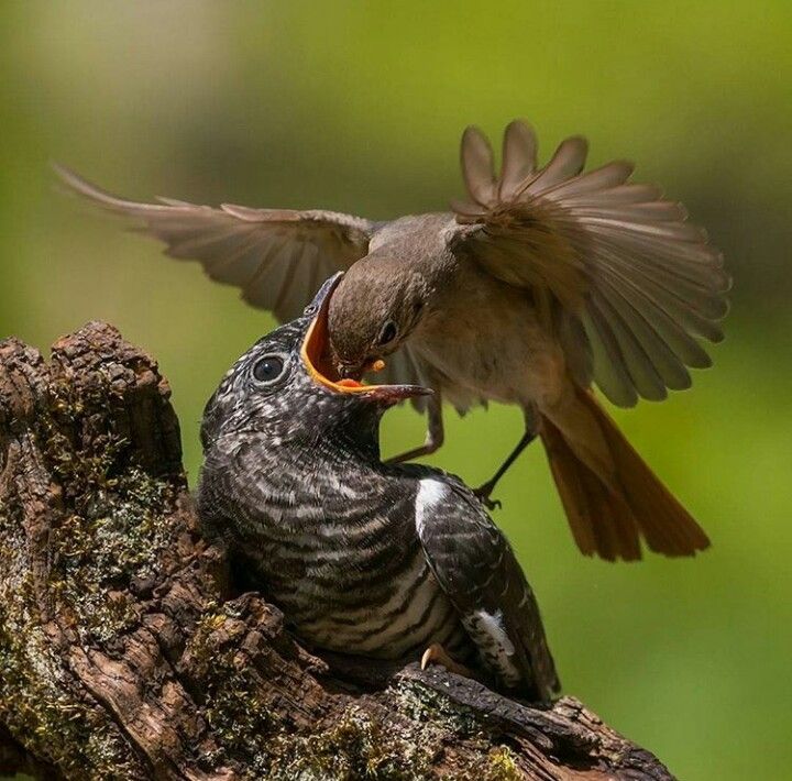 Small brown bird feeding a young cuckoo on a tree trunk