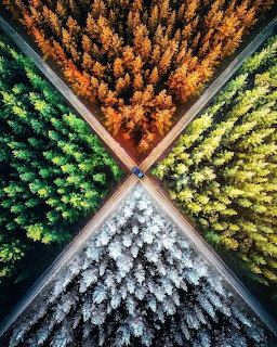 Four Seasons Forest Aerial