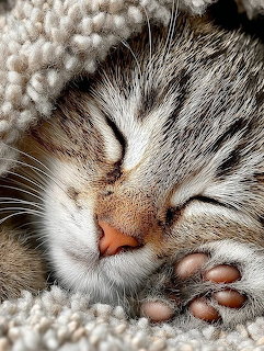 Sleeping Taby Kitten
