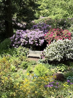 Wooden bench surrounded by colorful rhododendron bushes in a lush green garden