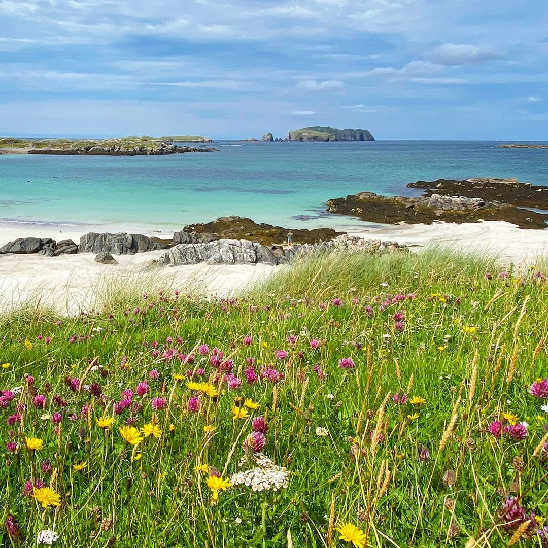 Wildflowers in coastal grass beside a sandy beach, turquoise sea, rocky shore, and a distant island