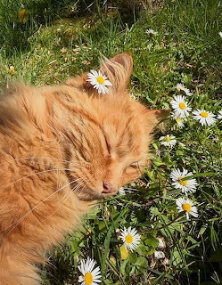 Orange cat resting in grass with white daisies