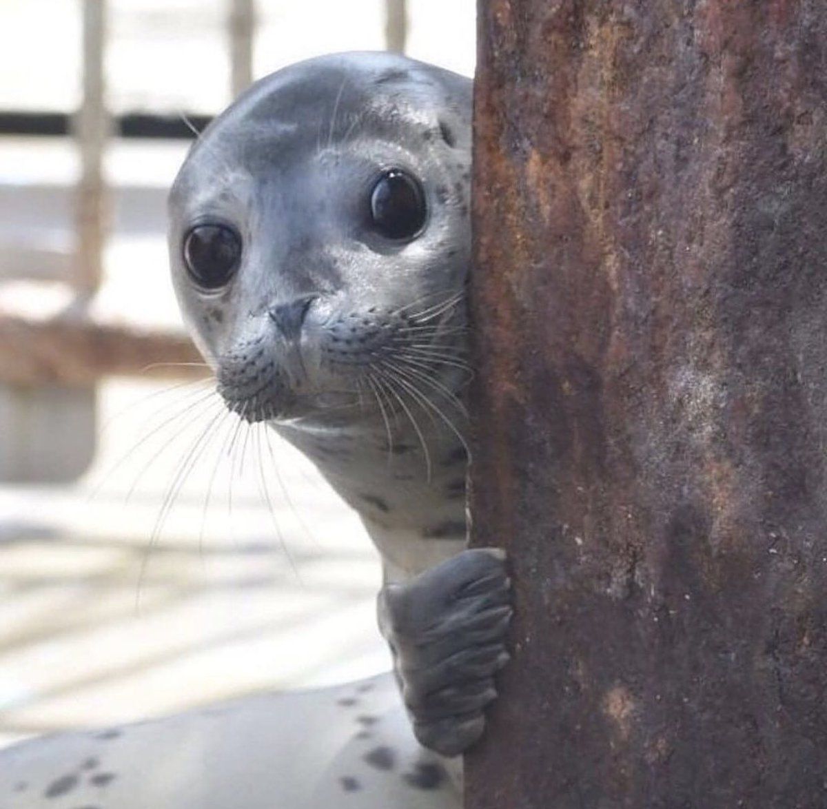 Young seal peeking from behind a rusty metal post with large dark eyes and whiskers