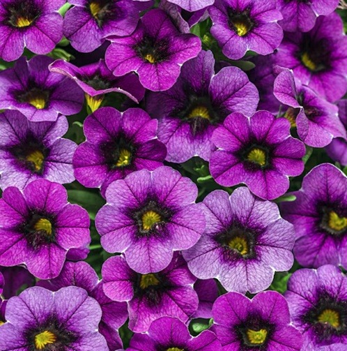 Close-up of clustered purple flowers with dark centers and green leaves