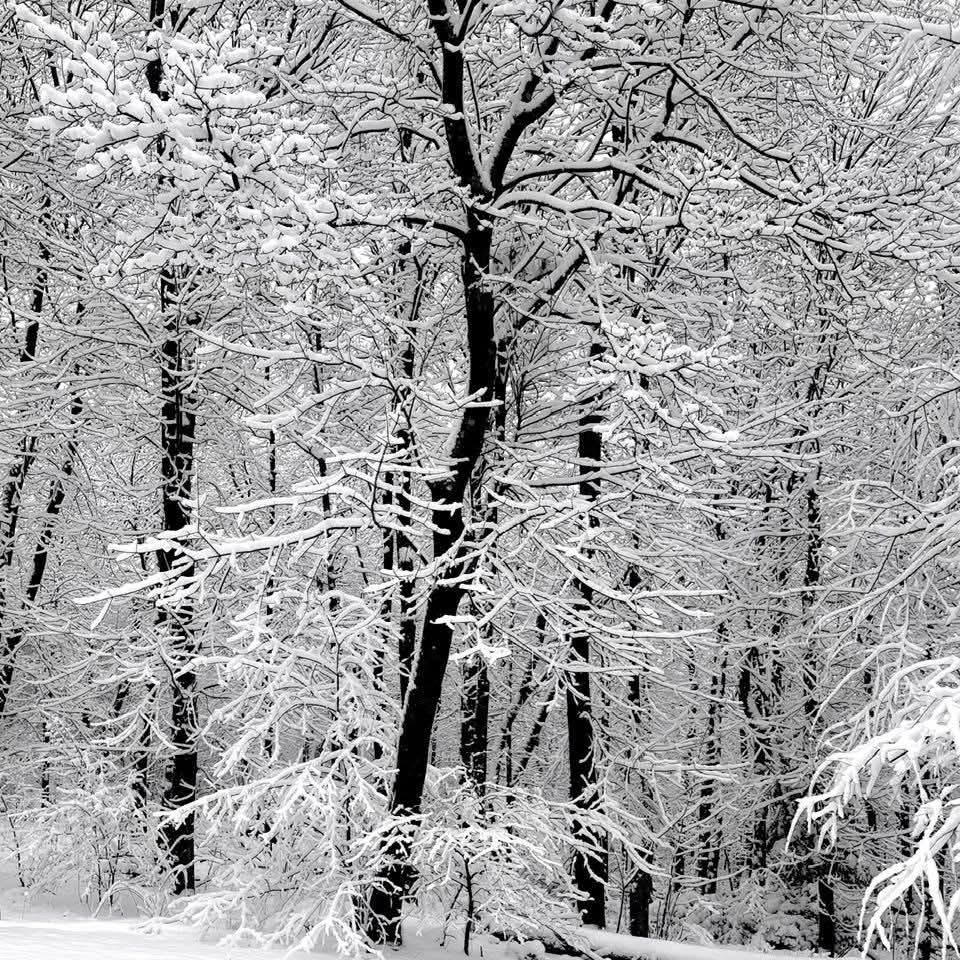 Snow-covered trees and branches in a dense winter forest