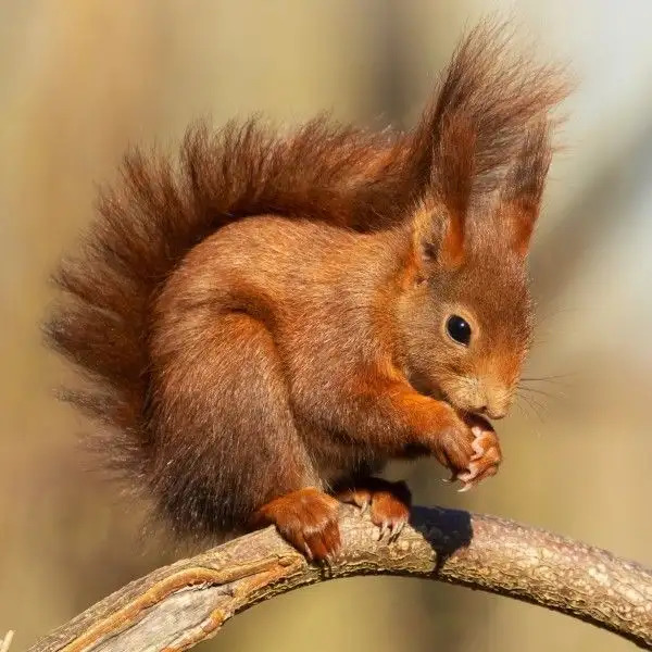 Red squirrel with bushy tail sitting on branch eating a nut