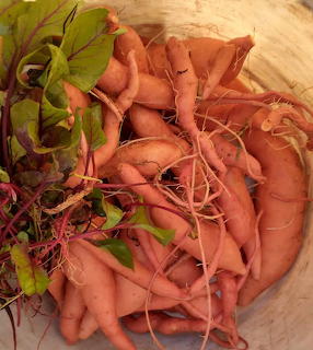 Home Grown Sweet Potatoes