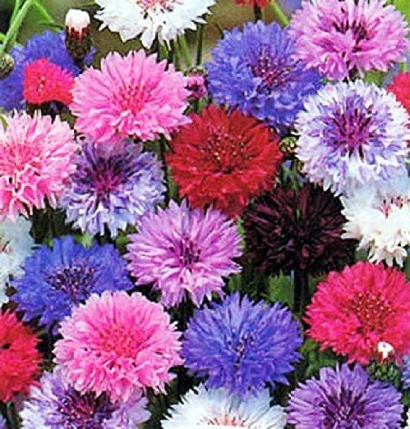 Vibrant cornflower bachelor button flowers in pink, purple, blue, red and white clustered together
