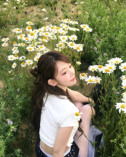 Sakura in Daisy Field